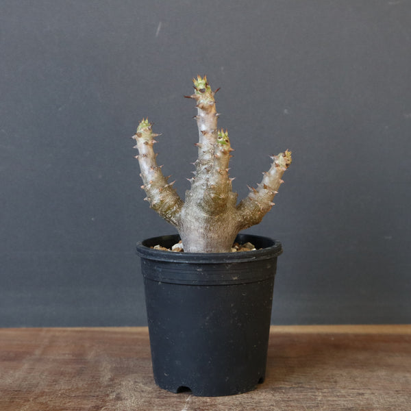 P.ウィンゾリー（実生）155