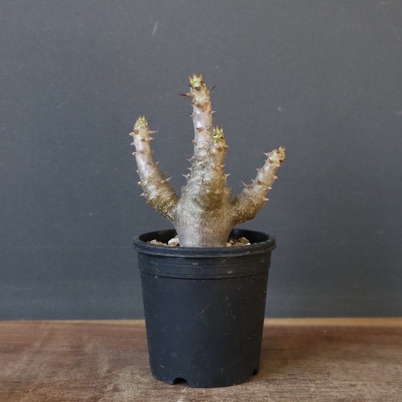 P.ウィンゾリー（実生）155