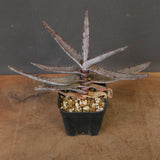 アロエ コニフェラ EC2168