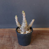 P.ウィンゾリー（実生）155