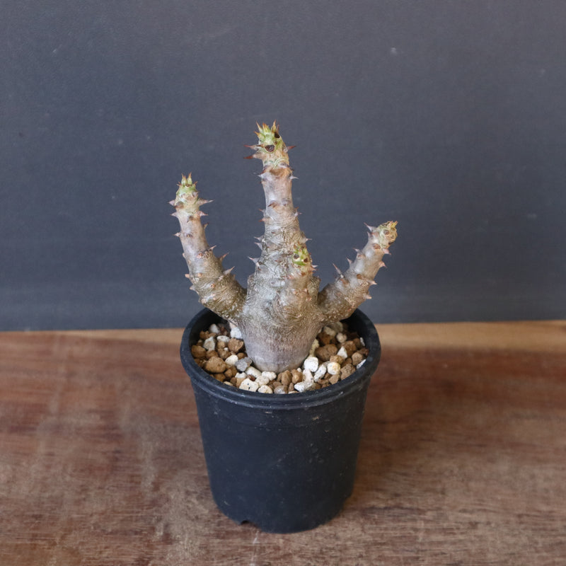 P.ウィンゾリー（実生）155