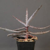 アロエ コニフェラ EC2168