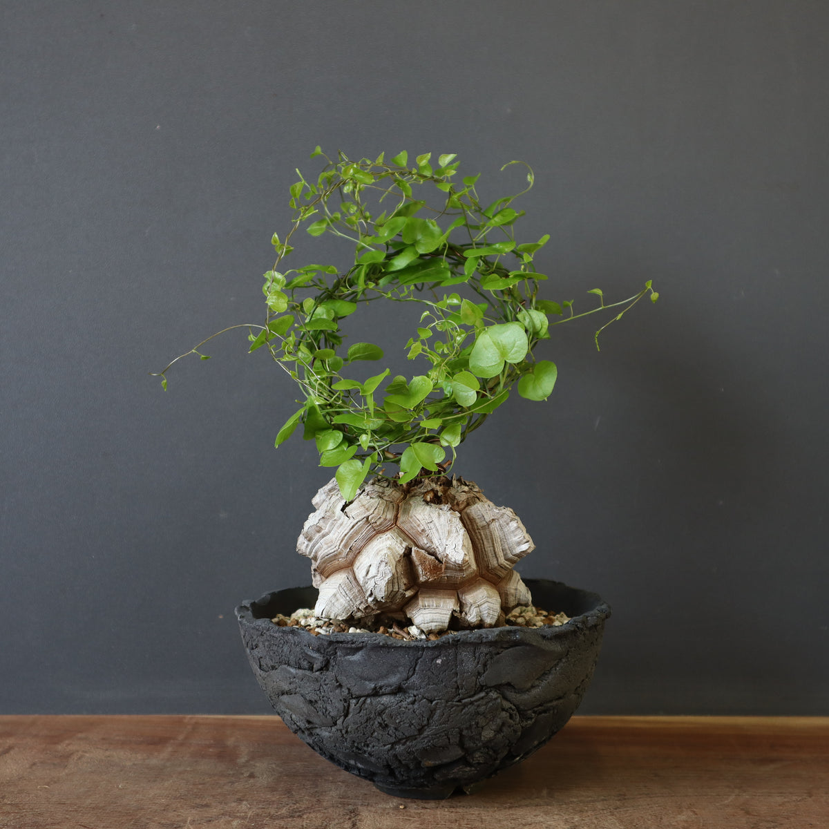 SALE対象 – 28ページ目 – TaiShoDo ONLINE SHOP