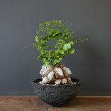 【宮島將實陶器鉢】亀甲竜 EC632