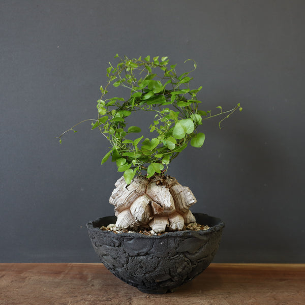 【宮島將實陶器鉢】亀甲竜 EC632