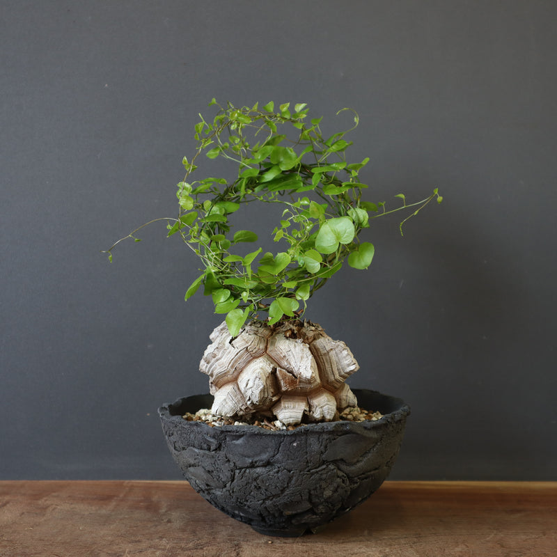 【宮島將實陶器鉢】亀甲竜 EC632