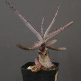 アロエ コニフェラ EC2168