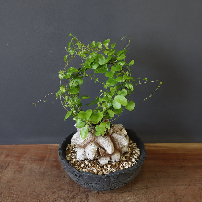 【宮島將實陶器鉢】亀甲竜 EC632