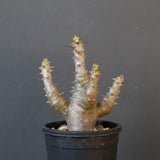 P.ウィンゾリー（実生）155