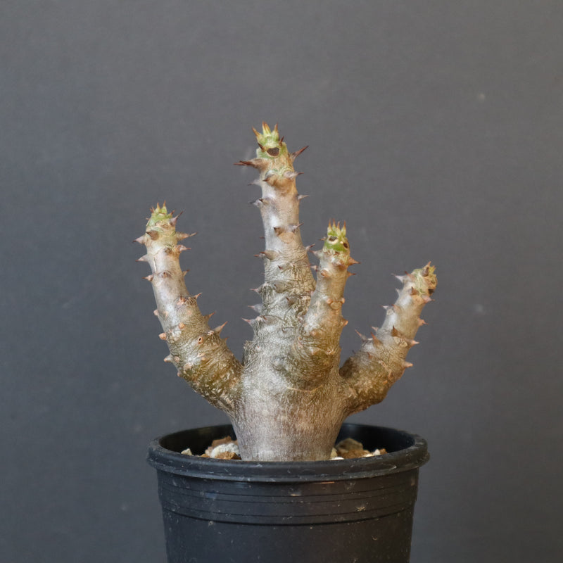 P.ウィンゾリー（実生）155