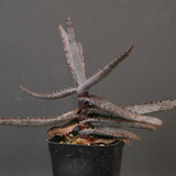 アロエ コニフェラ EC2168