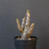 P.ウィンゾリー（実生）155