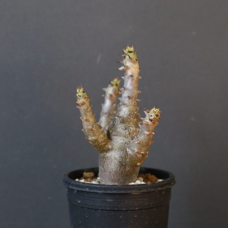 P.ウィンゾリー（実生）155