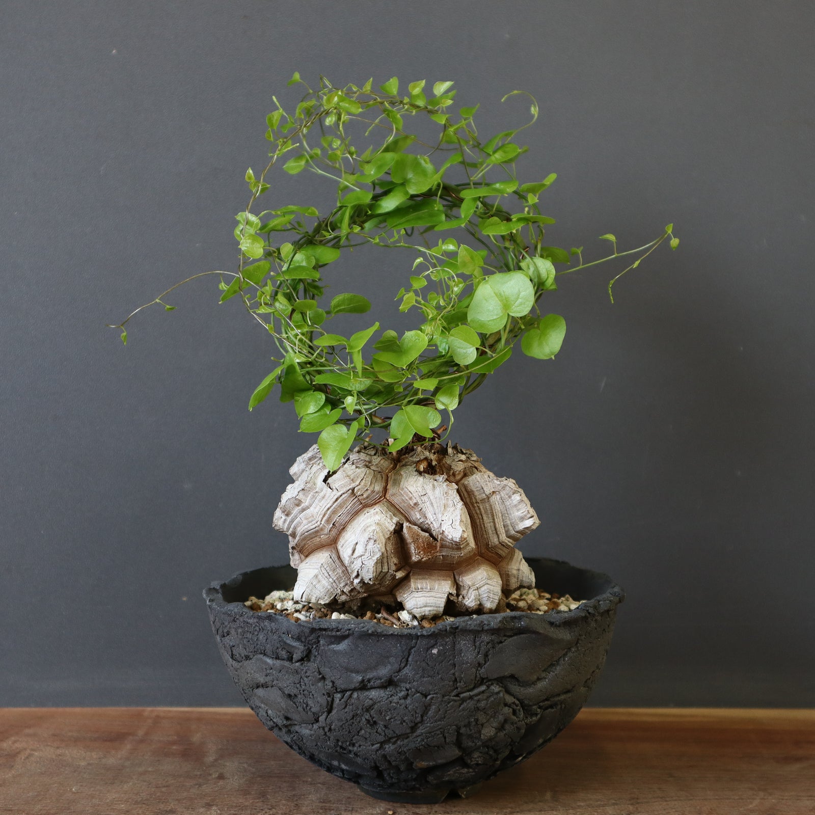 宮島將實陶器鉢】亀甲竜 EC632 – TaiShoDo ONLINE SHOP