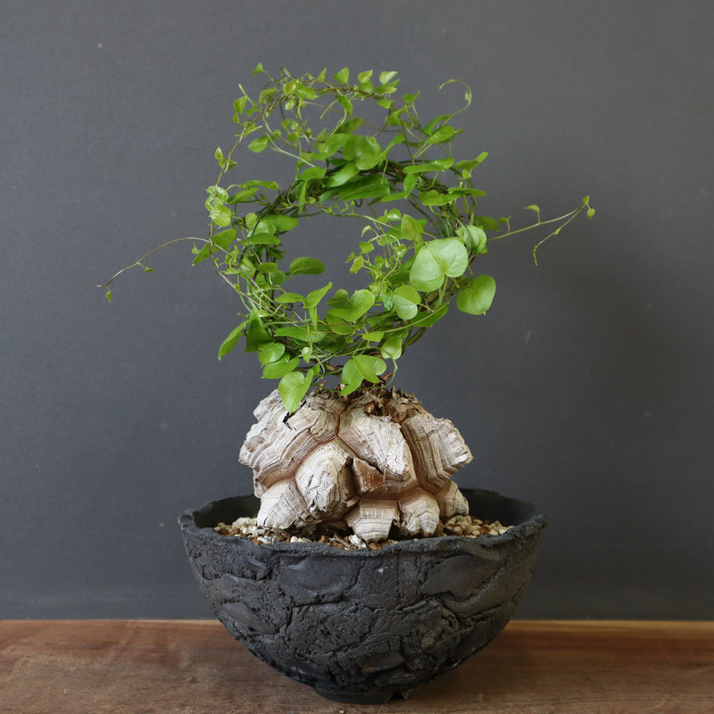 【宮島將實陶器鉢】亀甲竜 EC632