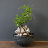 【宮島將實陶器鉢】亀甲竜 EC632