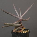 アロエ コニフェラ EC2168