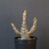 P.ウィンゾリー（実生）155