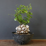 【宮島將實陶器鉢】亀甲竜 EC632