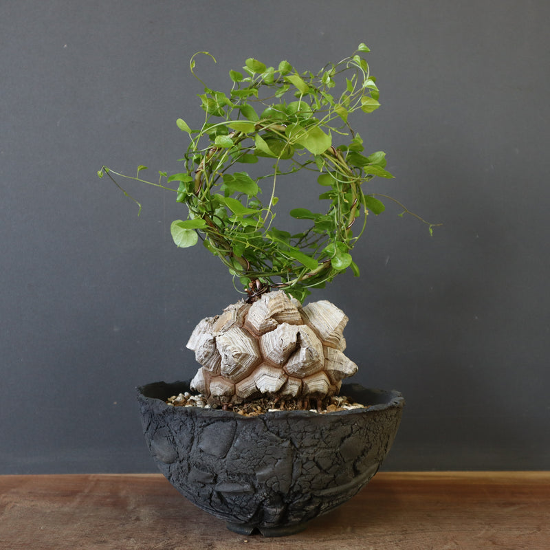 【宮島將實陶器鉢】亀甲竜 EC632