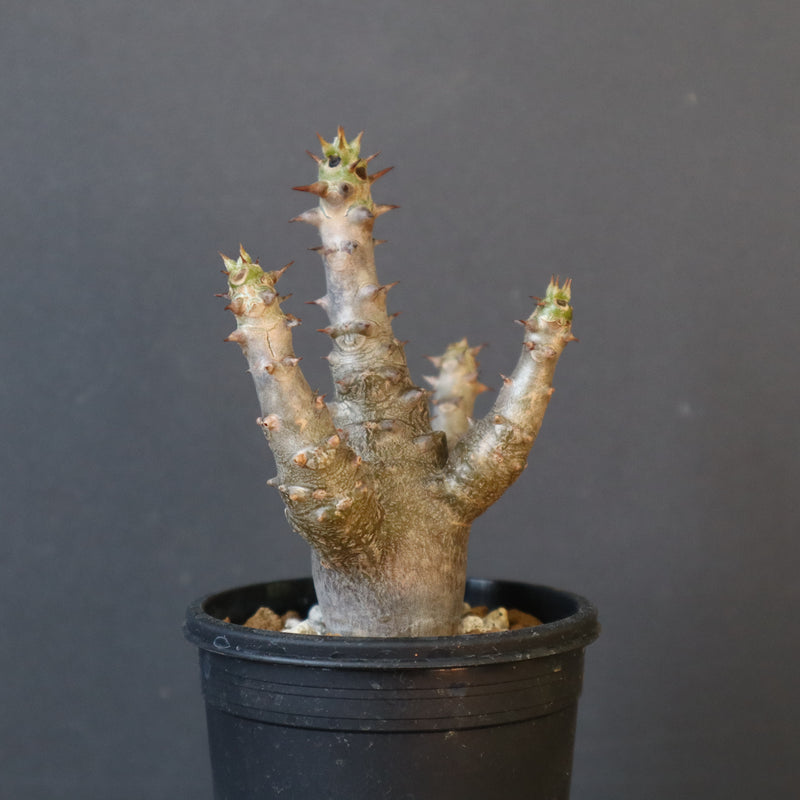 P.ウィンゾリー（実生）155