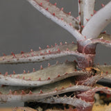 アロエ コニフェラ EC2168