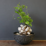 【宮島將實陶器鉢】亀甲竜 EC632