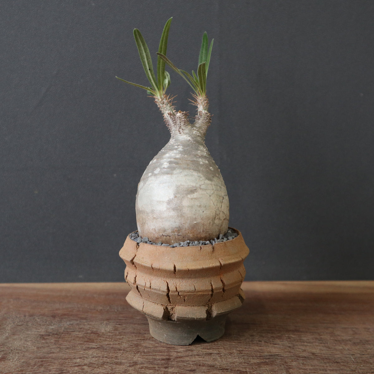 塊根植物 – 「