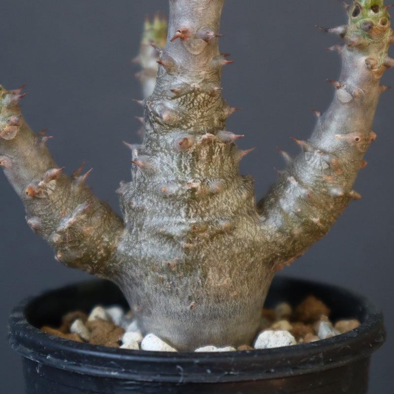 P.ウィンゾリー（実生）155