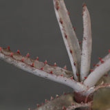 アロエ コニフェラ EC2168