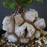 【宮島將實陶器鉢】亀甲竜 EC632