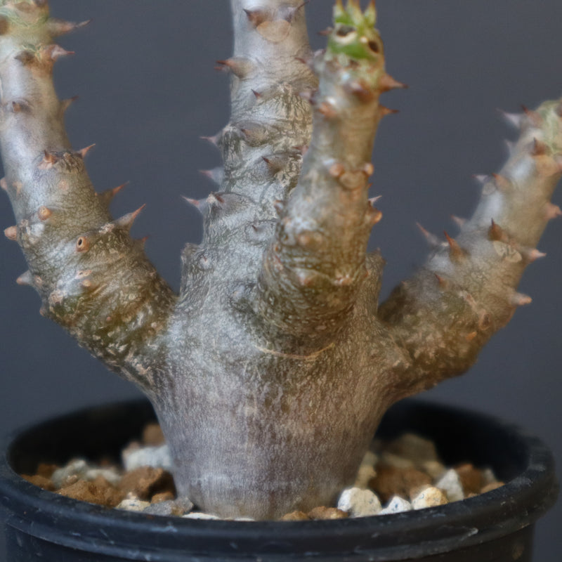 P.ウィンゾリー（実生）155