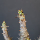 P.ウィンゾリー（実生）155