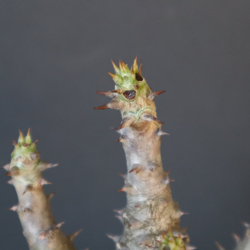 P.ウィンゾリー（実生）155