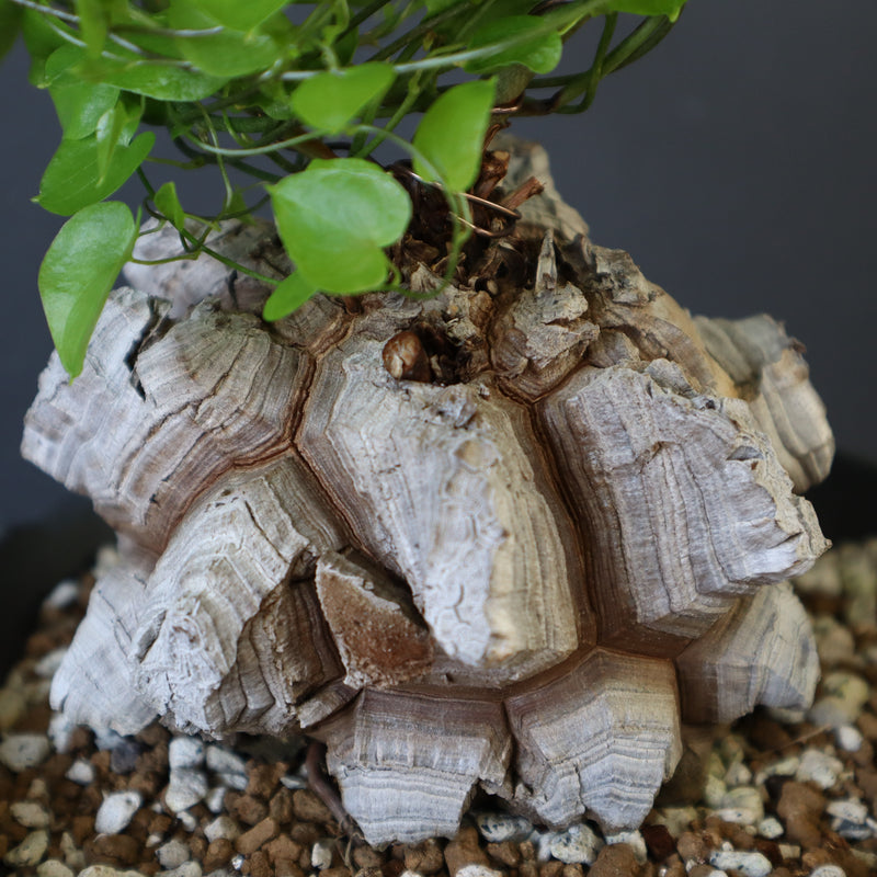 【宮島將實陶器鉢】亀甲竜 EC632