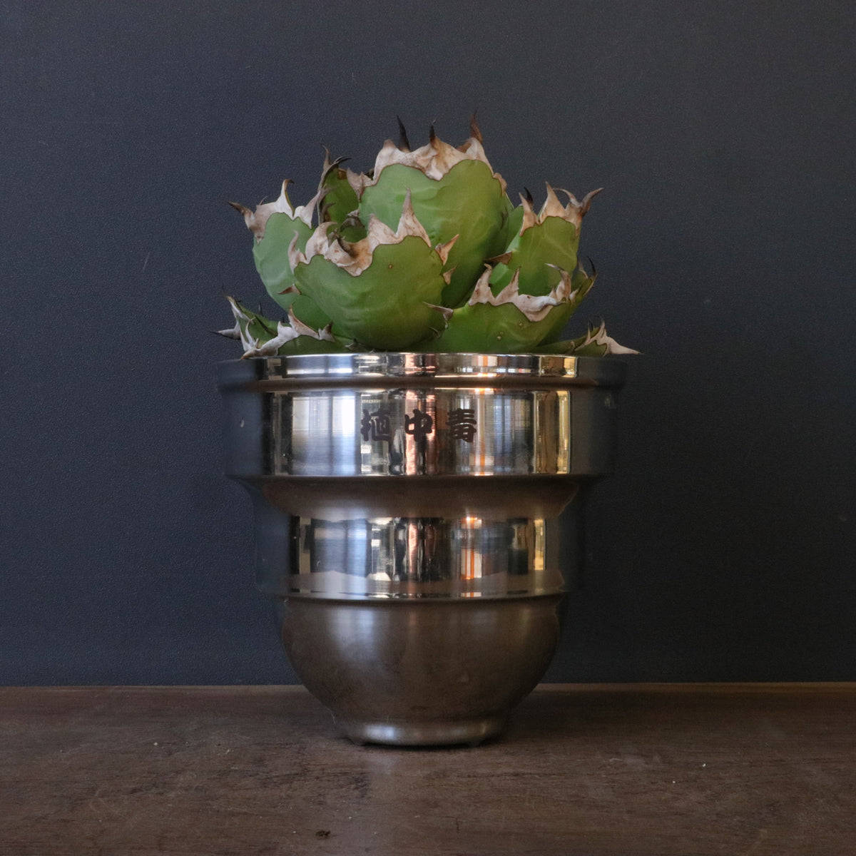 アガベ – TaiShoDo ONLINE SHOP