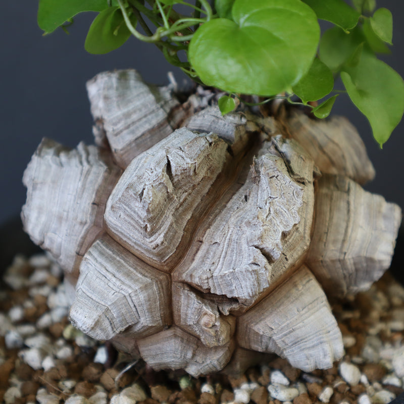 【宮島將實陶器鉢】亀甲竜 EC632