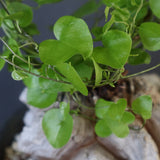 【宮島將實陶器鉢】亀甲竜 EC632