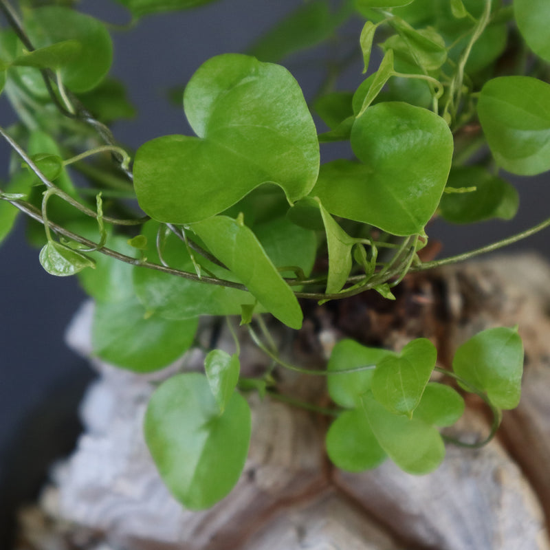 【宮島將實陶器鉢】亀甲竜 EC632