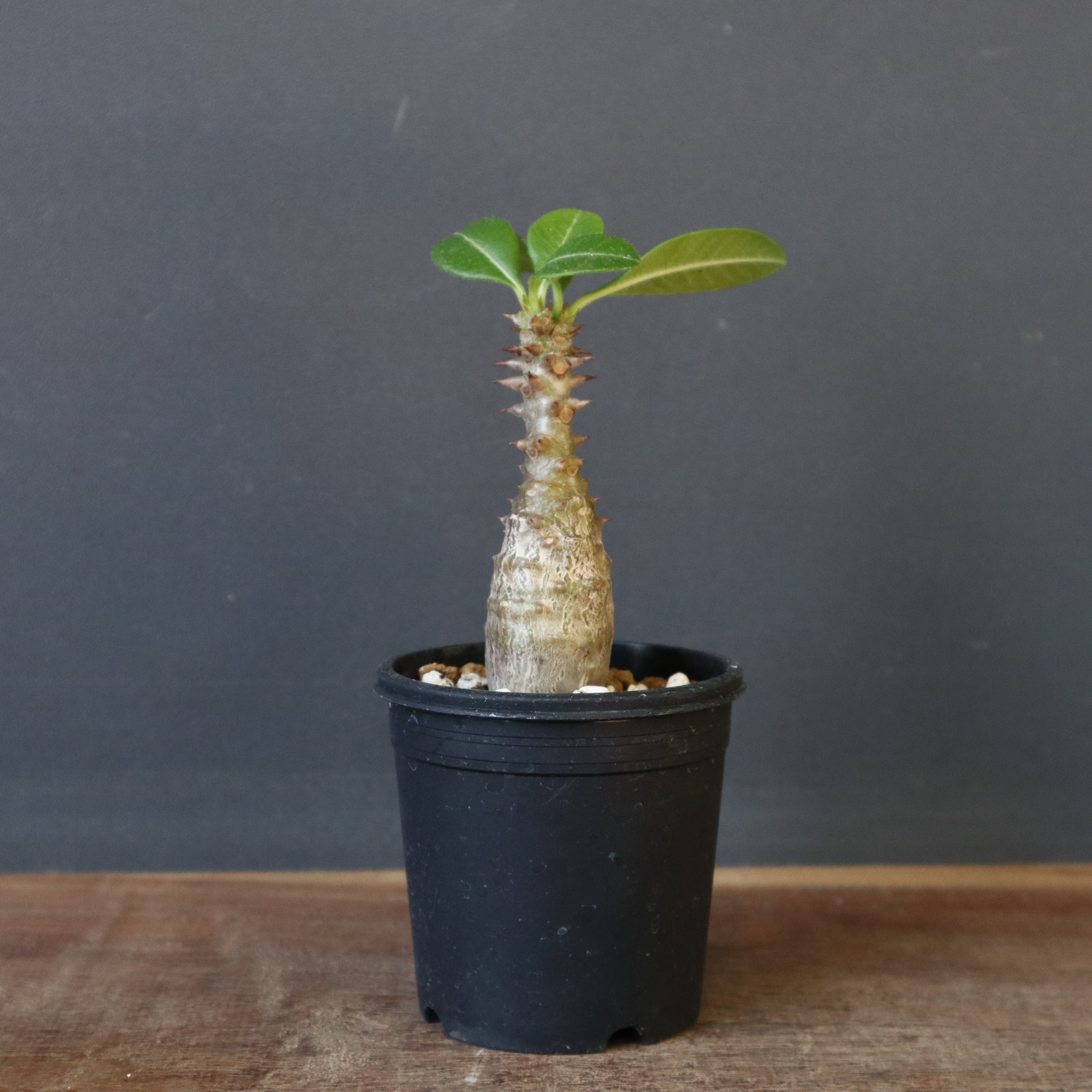 P.ウィンゾリー（実生）266 – TaiShoDo ONLINE SHOP