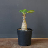 P.ウィンゾリー（実生）266