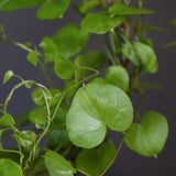 【宮島將實陶器鉢】亀甲竜 EC632