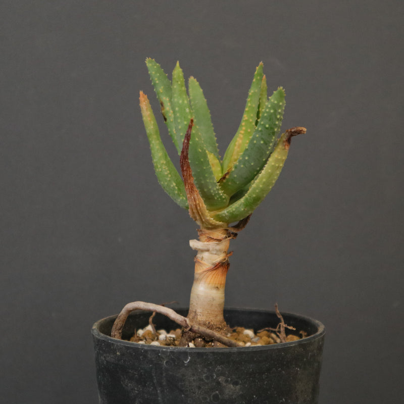 アロエ ディコトマ EC2162 – TaiShoDo ONLINE SHOP