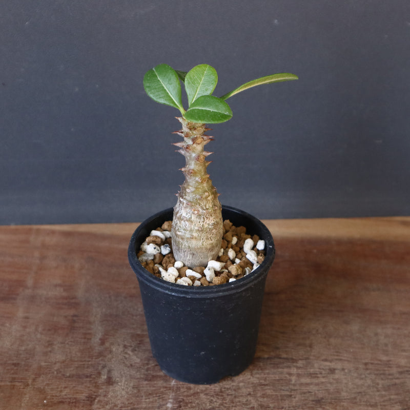 P.ウィンゾリー（実生）266