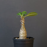 P.ウィンゾリー（実生）266