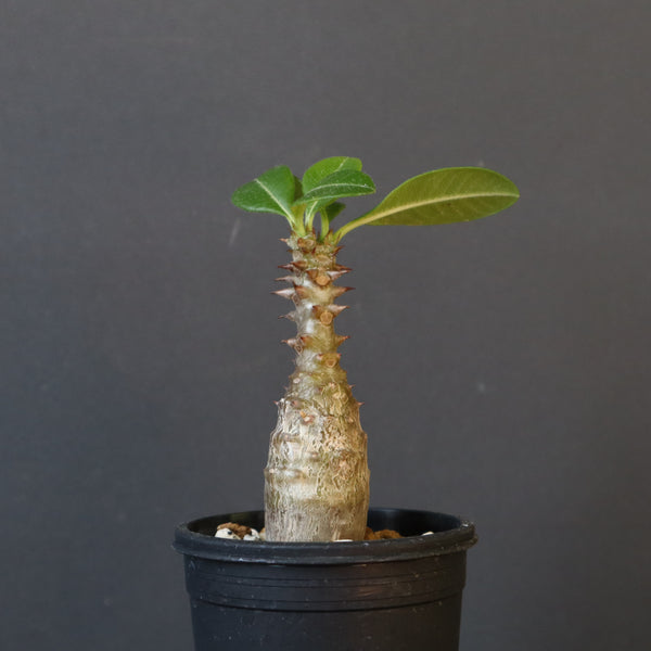 P.ウィンゾリー（実生）266