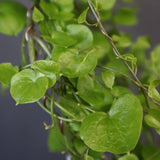 【宮島將實陶器鉢】亀甲竜 EC632