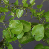 【宮島將實陶器鉢】亀甲竜 EC632