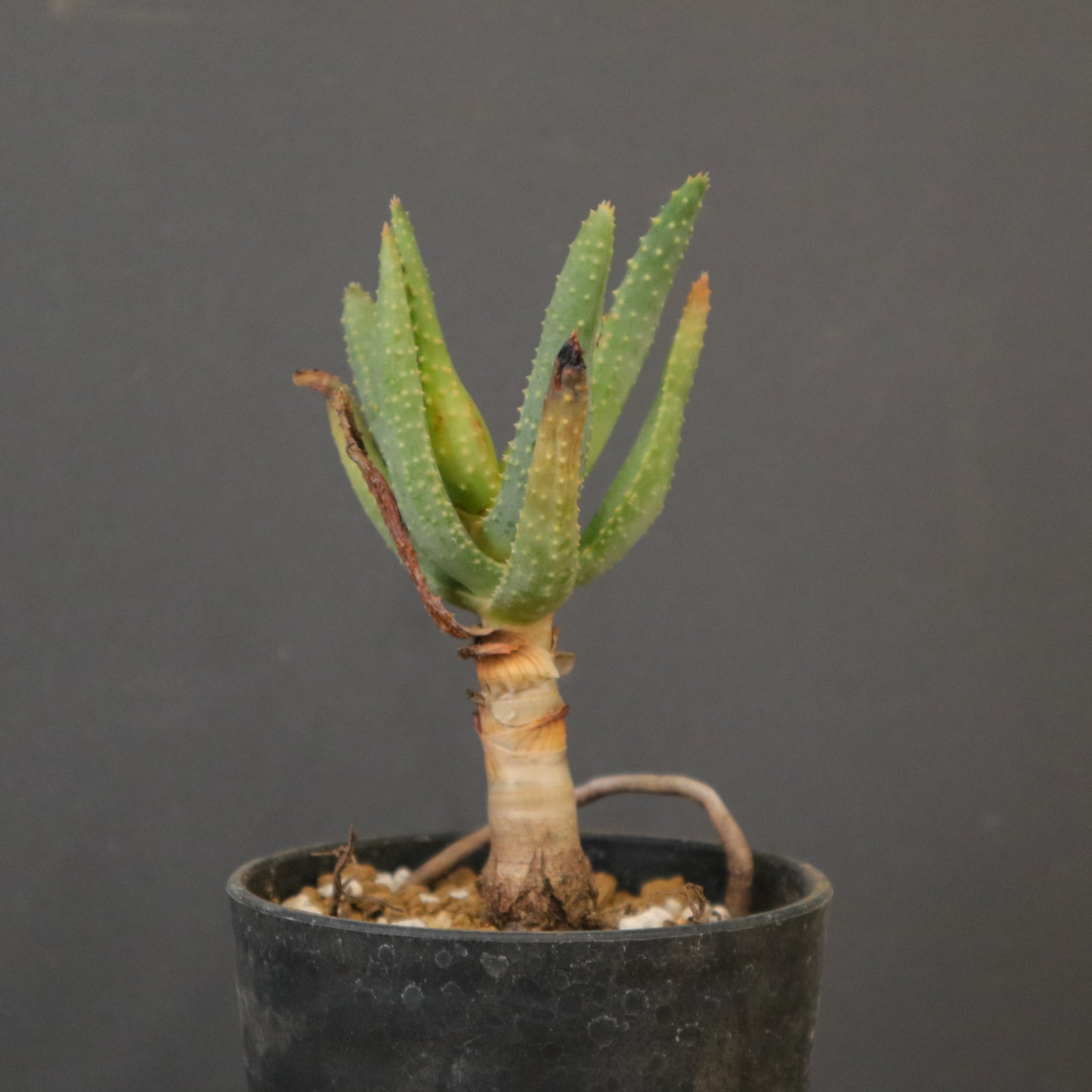 アロエ・ディコトマ アロエ ディコトマ EC2162 – TaiShoDo ONLINE SHOP
