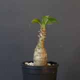 P.ウィンゾリー（実生）266